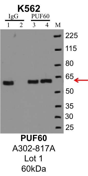 K562_Bethyl_A302-817A_1_PUF60.png<br>Caption: IP-Western Blot analysis of K562 whole cell lysate using PUF60 specific antibody. Lane 1 is 1% of twenty million whole cell lysate input and lane 2 is 25% of IP enrichment using rabbit normal IgG (lanes under 'IgG'). Lane 3 is 1% of twenty million whole cell lysate input and lane 4 is 10% IP enrichment using rabbit polyclonal anti-PUF60 antibody (lanes under 'PUF60').