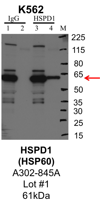 K562_Bethyl_A302-845A_1_HSPD1.png<br>Caption: IP-Western Blot analysis of K562 whole cell lysate using HSPD1 specific antibody. Lane 1 is 1% of twenty million whole cell lysate input and lane 2 is 25% of IP enrichment using rabbit normal IgG (lanes under 'IgG'). Lane 3 is 1% of twenty million whole cell lysate input and lane 4 is 10% IP enrichment using rabbit polyclonal anti-HSPD1 antibody (lanes under 'HSPD1').