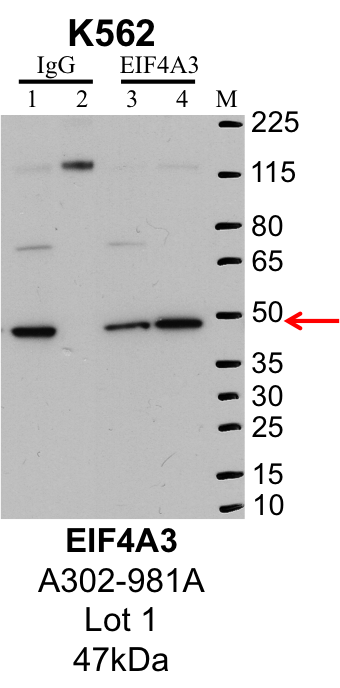 K562_Bethyl_A302-981A_1_EIF4A3.png<br>Caption: IP-Western Blot analysis of K562 whole cell lysate using EIF4A3 specific antibody. Lane 1 is 1% of twenty million whole cell lysate input and lane 2 is 25% of IP enrichment using rabbit normal IgG (lanes under 'IgG'). Lane 3 is 1% of twenty million whole cell lysate input and lane 4 is 10% IP enrichment using rabbit polyclonal anti-EIF4A3 antibody (lanes under 'EIF4A3').