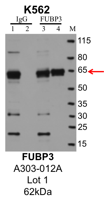 K562_Bethyl_A303-012A_1_FUBP3.png<br>Caption: IP-Western Blot analysis of K562 whole cell lysate using FUBP3 specific antibody. Lane 1 is 1% of twenty million whole cell lysate input and lane 2 is 10% of IP enrichment using rabbit normal IgG (lanes under 'IgG'). Lane 3 is 1% of twenty million whole cell lysate input and lane 4 is 10% IP enrichment using rabbit polyclonal anti-FUBP3 antibody (lanes under 'FUBP3').