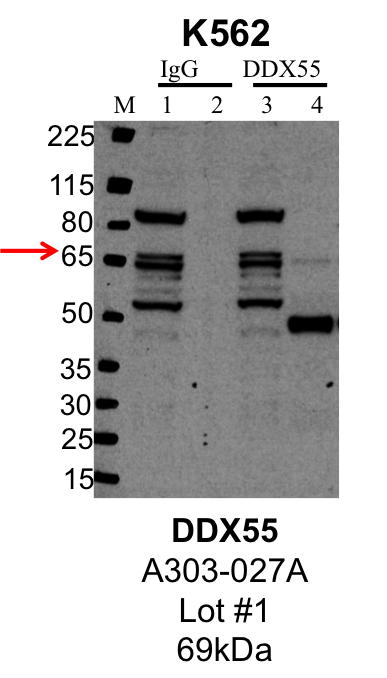 K562_Bethyl_A303-027A_1_DDX55.png<br>Caption: IP-Western Blot analysis of K562 whole cell lysate using DDX55 specific antibody. Lane 1 is 1% of twenty million whole cell lysate input and lane 2 is 25% of IP enrichment using rabbit normal IgG (lanes under 'IgG'). Lane 3 is 1% of twenty million whole cell lysate input and lane 4 is 10% IP enrichment using rabbit polyclonal anti-DDX55 antibody (lanes under 'DDX55').