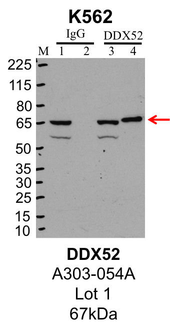 K562_Bethyl_A303-054A_1_DDX52.png<br>Caption: IP-Western Blot analysis of K562 whole cell lysate using DDX52 specific antibody. Lane 1 is 1% of twenty million whole cell lysate input and lane 2 is 25% of IP enrichment using rabbit normal IgG (lanes under 'IgG'). Lane 3 is 1% of twenty million whole cell lysate input and lane 4 is 10% IP enrichment using rabbit polyclonal anti-DDX52 antibody (lanes under 'DDX52').