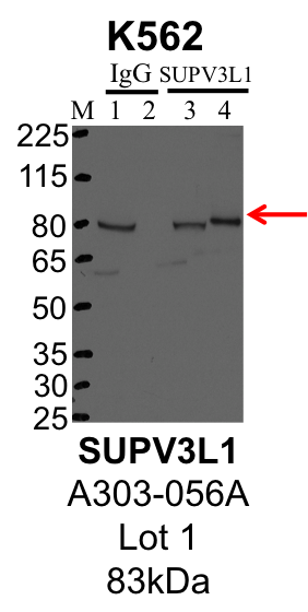 K562_Bethyl_A303-056A_1_SUPV3L1.png<br>Caption: IP-Western Blot analysis of K562 whole cell lysate using SUPV3L1 specific antibody. Lane 1 is 1% of twenty million whole cell lysate input and lane 2 is 25% of IP enrichment using rabbit normal IgG (lanes under 'IgG'). Lane 3 is 1% of twenty million whole cell lysate input and lane 4 is 10% IP enrichment using rabbit polyclonal anti-SUPV3L1 antibody (lanes under 'SUPV3L1').