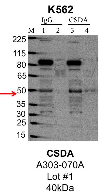 K562_Bethyl_A303-070A_1_CSDA.png<br>Caption: IP-Western Blot analysis of K562 whole cell lysate using PRPF8 specific antibody. Lane 1 is 1% of twenty million whole cell lysate input and lane 2 is 25% of IP enrichment using rabbit normal IgG (lanes under 'IgG'). Lane 3 is 1% of twenty million whole cell lysate input and lane 4 is 10% IP enrichment using rabbit polyclonal anti-PRPF8 antibody (lanes under 'PRPF8').