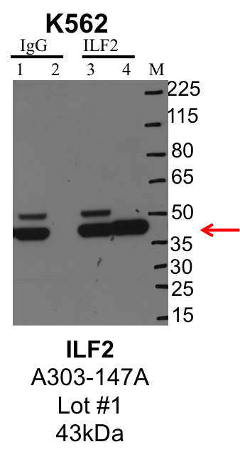 K562_Bethyl_A303-147A_1_ILF2.png<br>Caption: IP-Western Blot analysis of K562 whole cell lysate using ILF2 specific antibody. Lane 1 is 1% of twenty million whole cell lysate input and lane 2 is 25% of IP enrichment using rabbit normal IgG (lanes under 'IgG'). Lane 3 is 1% of twenty million whole cell lysate input and lane 4 is 10% IP enrichment using rabbit polyclonal anti-ILF2 antibody (lanes under 'ILF2').