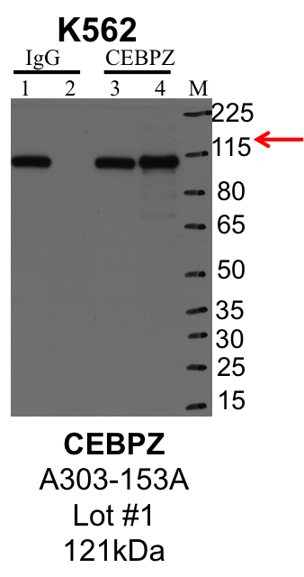 K562_Bethyl_A303-153A_1_CEBPZ.png<br>Caption: IP-Western Blot analysis of K562 whole cell lysate using CEBPZ specific antibody. Lane 1 is 1% of twenty million whole cell lysate input and lane 2 is 25% of IP enrichment using rabbit normal IgG (lanes under 'IgG'). Lane 3 is 1% of twenty million whole cell lysate input and lane 4 is 10% IP enrichment using rabbit polyclonal anti-CEBPZ antibody (lanes under 'CEBPZ').