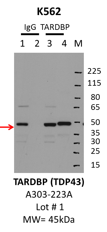 K562_Bethyl_A303-223A_1_TARDBP.png<br>Caption: IP-Western Blot analysis of K562 whole cell lysate using TARDBP specific antibody. Lane 1 is 1% of twenty million whole cell lysate input and lane 2 is 10% of IP enrichment using rabbit normal IgG (lanes under 'IgG'). Lane 3 is 1% of twenty million whole cell lysate input and lane 4 is 10% IP enrichment using rabbit polyclonal anti-TDP43 antibody (lanes under 'TARDBP').