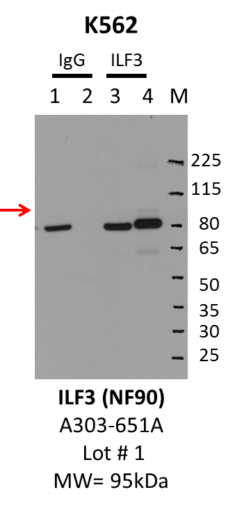 K562_Bethyl_A303-651A_1_ILF3.png<br>Caption: IP-Western Blot analysis of K562 whole cell lysate using ILF3 specific antibody. Lane 1 is 1% of twenty million whole cell lysate input and lane 2 is 10% of IP enrichment using rabbit normal IgG (lanes under 'IgG'). Lane 3 is 1% of twenty million whole cell lysate input and lane 4 is 10% IP enrichment using rabbit polyclonal anti-ILF3 antibody (lanes under 'ILF3').