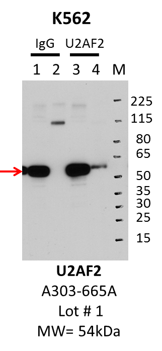 K562_Bethyl_A303-665A_1_U2AF2.png<br>Caption: IP-Western Blot analysis of K562 whole cell lysate using U2AF2 specific antibody. Lane 1 is 1% of twenty million whole cell lysate input and lane 2 is 25% of IP enrichment using rabbit normal IgG (lanes under 'IgG'). Lane 3 is 1% of twenty million whole cell lysate input and lane 4 is 10% IP enrichment using rabbit polyclonal anti-U2AF2 antibody (lanes under 'U2AF2').