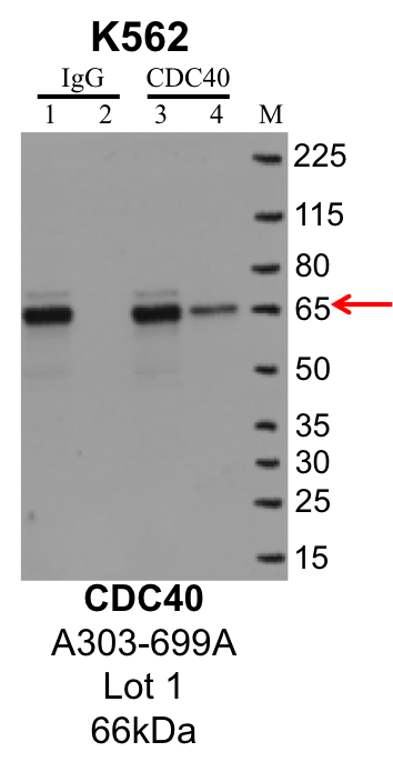 K562_Bethyl_A303-699A_1_CDC40.png<br>Caption: IP-Western Blot analysis of K562 whole cell lysate using CDC40 specific antibody. Lane 1 is 1% of twenty million whole cell lysate input and lane 2 is 10% of IP enrichment using rabbit normal IgG (lanes under 'IgG'). Lane 3 is 1% of twenty million whole cell lysate input and lane 4 is 10% IP enrichment using rabbit polyclonal anti-CDC40 antibody (lanes under 'CDC40').