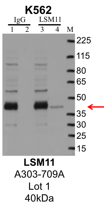 K562_Bethyl_A303-709A_1_LSM11.png<br>Caption: IP-Western Blot analysis of K562 whole cell lysate using LSM11 specific antibody. Lane 1 is 1% of twenty million whole cell lysate input and lane 2 is 10% of IP enrichment using rabbit normal IgG (lanes under 'IgG'). Lane 3 is 1% of twenty million whole cell lysate input and lane 4 is 10% IP enrichment using rabbit polyclonal anti-LSM11 antibody (lanes under 'LSM11').