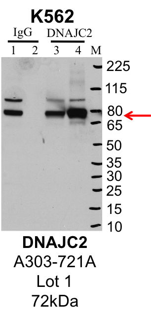 K562_Bethyl_A303-721A_1_DNAJC2.png<br>Caption: IP-Western Blot analysis of K562 whole cell lysate using DNAJC2 specific antibody. Lane 1 is 1% of twenty million whole cell lysate input and lane 2 is 25% of IP enrichment using rabbit normal IgG (lanes under 'IgG'). Lane 3 is 1% of twenty million whole cell lysate input and lane 4 is 10% IP enrichment using rabbit polyclonal anti-DNAJC2 antibody (lanes under 'DNAJC2').