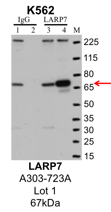 K562_Bethyl_A303-723A_1_LARP7.png<br>Caption: IP-Western Blot analysis of K562 whole cell lysate using LARP7 specific antibody. Lane 1 is 1% of twenty million whole cell lysate input and lane 2 is 25% of IP enrichment using rabbit normal IgG (lanes under 'IgG'). Lane 3 is 1% of twenty million whole cell lysate input and lane 4 is 10% IP enrichment using rabbit polyclonal anti-LARP7 antibody (lanes under 'LARP7').