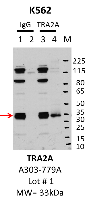 K562_Bethyl_A303-779A_1_TRA2A.png<br>Caption: IP-Western Blot analysis of K562 whole cell lysate using TRA2A specific antibody. Lane 1 is 1% of twenty million whole cell lysate input and lane 2 is 25% of IP enrichment using rabbit normal IgG (lanes under 'IgG'). Lane 3 is 1% of twenty million whole cell lysate input and lane 4 is 10% IP enrichment using rabbit polyclonal anti-TRA2A antibody (lanes under 'TRA2A').