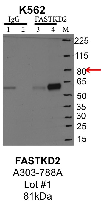 K562_Bethyl_A303-788A_1_FASTKD2.png<br>Caption: IP-Western Blot analysis of K562 whole cell lysate using FASTKD2 specific antibody. Lane 1 is 1% of twenty million whole cell lysate input and lane 2 is 25% of IP enrichment using rabbit normal IgG (lanes under 'IgG'). Lane 3 is 1% of twenty million whole cell lysate input and lane 4 is 10% IP enrichment using rabbit polyclonal anti-FASTKD2 antibody (lanes under 'FASTKD2').