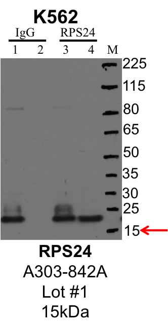 K562_Bethyl_A303-842A_1_RPS24.png<br>Caption: IP-Western Blot analysis of K562 whole cell lysate using RPS24 specific antibody. Lane 1 is 1% of twenty million whole cell lysate input and lane 2 is 25% of IP enrichment using rabbit normal IgG (lanes under 'IgG'). Lane 3 is 1% of twenty million whole cell lysate input and lane 4 is 10% IP enrichment using rabbit polyclonal anti-RPS24 antibody (lanes under 'RPS24').