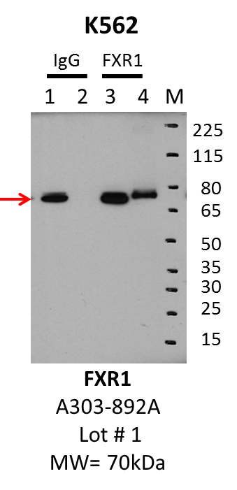 K562_Bethyl_A303-892A_1_FXR1.png<br>Caption: IP-Western Blot analysis of K562 whole cell lysate using FXR1 specific antibody. Lane 1 is 1% of twenty million whole cell lysate input and lane 2 is 10% of IP enrichment using rabbit normal IgG (lanes under 'IgG'). Lane 3 is 1% of twenty million whole cell lysate input and lane 4 is 10% IP enrichment using rabbit polyclonal anti-FXR1 antibody (lanes under 'FXR1').