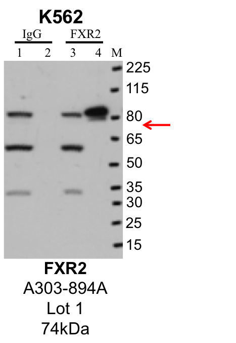 K562_Bethyl_A303-894A_1_FXR2.png<br>Caption: IP-Western Blot analysis of K562 whole cell lysate using FXR2 specific antibody. Lane 1 is 1% of twenty million whole cell lysate input and lane 2 is 25% of IP enrichment using rabbit normal IgG (lanes under 'IgG'). Lane 3 is 1% of twenty million whole cell lysate input and lane 4 is 10% IP enrichment using rabbit polyclonal anti-FXR2 antibody (lanes under 'FXR2').