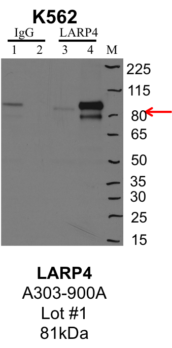 K562_Bethyl_A303-900A_1_LARP4.png<br>Caption: IP-Western Blot analysis of K562 whole cell lysate using LARP4 specific antibody. Lane 1 is 1% of twenty million whole cell lysate input and lane 2 is 25% of IP enrichment using rabbit normal IgG (lanes under 'IgG'). Lane 3 is 1% of twenty million whole cell lysate input and lane 4 is 10% IP enrichment using rabbit polyclonal anti-LARP4 antibody (lanes under 'LARP4').