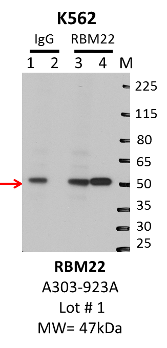 K562_Bethyl_A303-923A_1_RBM22.png<br>Caption: IP-Western Blot analysis of K562 whole cell lysate using RBM22 specific antibody. Lane 1 is 1% of twenty million whole cell lysate input and lane 2 is 10% of IP enrichment using rabbit normal IgG (lanes under 'IgG'). Lane 3 is 1% of twenty million whole cell lysate input and lane 4 is 10% IP enrichment using rabbit polyclonal anti-RBM22 antibody (lanes under 'RBM22').