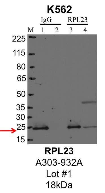 K562_Bethyl_A303-932A_1_RPL23.png<br>Caption: IP-Western Blot analysis of K562 whole cell lysate using RPL23 specific antibody. Lane 1 is 1% of twenty million whole cell lysate input and lane 2 is 25% of IP enrichment using rabbit normal IgG (lanes under 'IgG'). Lane 3 is 1% of twenty million whole cell lysate input and lane 4 is 10% IP enrichment using rabbit polyclonal anti-RPL23 antibody (lanes under 'RPL23').