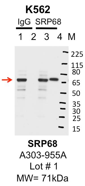 K562_Bethyl_A303-955A_1_SRP68.png<br>Caption: IP-Western Blot analysis of K562 whole cell lysate using SRP68 specific antibody. Lane 1 is 1% of twenty million whole cell lysate input and lane 2 is 10% of IP enrichment using rabbit normal IgG (lanes under 'IgG'). Lane 3 is 1% of twenty million whole cell lysate input and lane 4 is 10% IP enrichment using rabbit polyclonal anti-SRP68 antibody (lanes under 'SRP68').