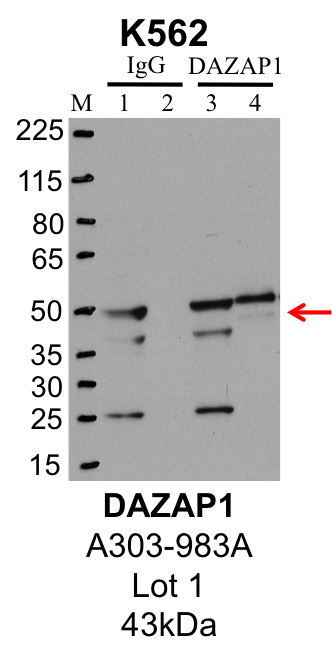 K562_Bethyl_A303-983A_1_DAZAP1.png<br>Caption: IP-Western Blot analysis of K562 whole cell lysate using DAZAP1 specific antibody. Lane 1 is 1% of twenty million whole cell lysate input and lane 2 is 25% of IP enrichment using rabbit normal IgG (lanes under 'IgG'). Lane 3 is 1% of twenty million whole cell lysate input and lane 4 is 10% IP enrichment using rabbit polyclonal anti-DAZAP1 antibody (lanes under 'DAZAP1').