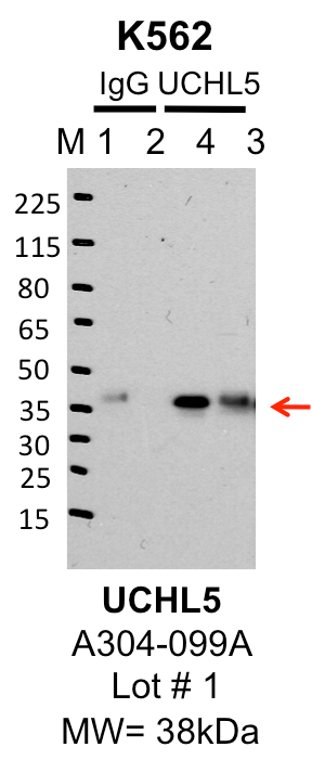 K562_Bethyl_A304-099A_1_UCHL5.png<br>Caption: IP-Western Blot analysis of K562 whole cell lysate using UCHL5 specific antibody. Lane 1 is 1% of twenty million whole cell lysate input and lane 2 is 25% of IP enrichment using rabbit normal IgG (lanes under 'IgG'). Lane 3 is 1% of twenty million whole cell lysate input and lane 4 is 10% IP enrichment using rabbit polyclonal anti-UCHL5 antibody (lanes under 'UCHL5').