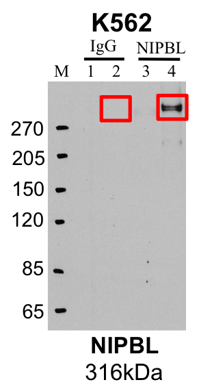 K562_Custom_NIPBL_MassSpec.png<br>Caption: Representative image of immunoprecipitation performed on whole cell extracts from the K562 cell line using the NIPBL-specific antibody KY_SCC2C_01. Lane 1: Input from IP using control IgG. Lane 2: Immunoprecipitated material using control IgG. Lane 3: Input from IP using NIPBL antibody. Lane 4: Immunoprecipitated material using NIPBL antibody. Outlined regions were excised from gel and subjected to analysis by mass spectrometry. Target molecular weight: 316 kDa.