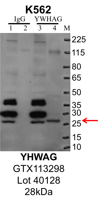 K562_Genetex_GTX113298_40128_YWHAG.png<br>Caption: IP-Western Blot analysis of K562 whole cell lysate using YWHAG specific antibody. Lane 1 is 1% of twenty million whole cell lysate input and lane 2 is 25% of IP enrichment using rabbit normal IgG (lanes under 'IgG'). Lane 3 is 1% of twenty million whole cell lysate input and lane 4 is 10% IP enrichment using rabbit polyclonal anti-YWHAG antibody (lanes under 'YWHAG').