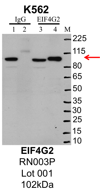 K562_MBLI_RN003P_001_EIF4G2.png<br>Caption: IP-Western Blot analysis of K562 whole cell lysate using EIF4G2 specific antibody. Lane 1 is 1% of twenty million whole cell lysate input and lane 2 is 25% of IP enrichment using rabbit normal IgG (lanes under 'IgG'). Lane 3 is 1% of twenty million whole cell lysate input and lane 4 is 10% IP enrichment using rabbit polyclonal anti-EIF4G2 antibody (lanes under 'EIF4G2').