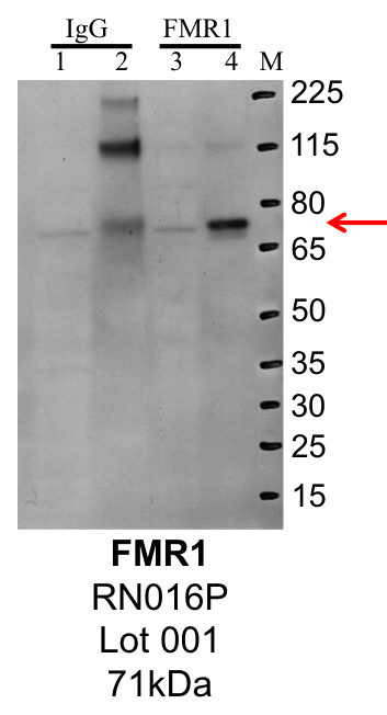 K562_MBLI_RN016P_001_FMR1.png<br>Caption: IP-Western Blot analysis of K562 whole cell lysate using FMR1 specific antibody. Lane 1 is 1% of twenty million whole cell lysate input and lane 2 is 25% of IP enrichment using rabbit normal IgG (lanes under 'IgG'). Lane 3 is 1% of twenty million whole cell lysate input and lane 4 is 10% IP enrichment using rabbit polyclonal anti-FMR1 antibody (lanes under 'FMR1').