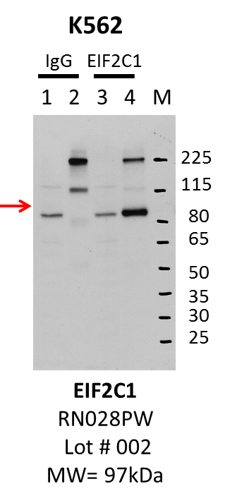 K562_MBLI_RN028PW_002_EIF2C1.png<br>Caption: IP-WB characterization of AGO1 specific antibody in K562 cell line . Lane 1 is 2.5% of five million K562 whole cell lysate Input, lane 2 is 2.5% of supernatant after immunoprecipitation and Lane 3 is 50% of IP enrichment using rabbit polyclonal Anti-EIF2C1(AGO1)(Human)pAb. This antibody passes preliminary validation and will be further pursued for primary and secondary validation.