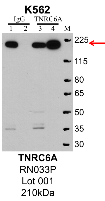 K562_MBLI_RN033P_001_TNRC6A.png<br>Caption: IP-Western Blot analysis of K562 whole cell lysate using TNRC6A specific antibody. Lane 1 is 1% of twenty million whole cell lysate input and lane 2 is 25% of IP enrichment using rabbit normal IgG (lanes under 'IgG'). Lane 3 is 1% of twenty million whole cell lysate input and lane 4 is 10% IP enrichment using rabbit polyclonal anti-TNRC6A antibody (lanes under 'TNRC6A').