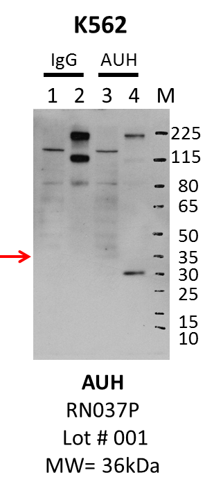 K562_MBLI_RN037P_001_AUH.png<br>Caption: IP-Western Blot analysis of K562 whole cell lysate using AUH specific antibody. Lane 1 is 1% of twenty million whole cell lysate input and lane 2 is 25% of IP enrichment using rabbit normal IgG (lanes under 'IgG'). Lane 3 is 1% of twenty million whole cell lysate input and lane 4 is 10% IP enrichment using rabbit polyclonal anti-AUH antibody (lanes under 'AUH').