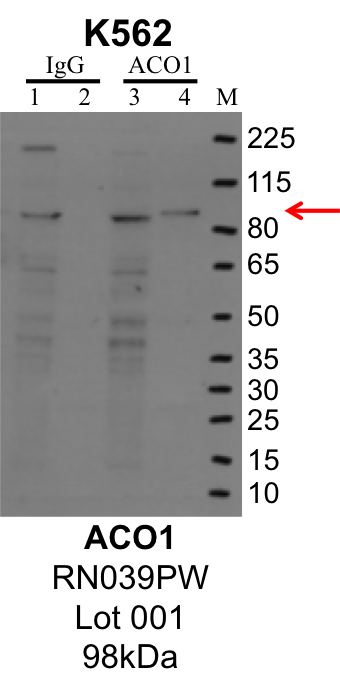 K562_MBLI_RN039PW_001_ACO1.png<br>Caption: IP-Western Blot analysis of K562 whole cell lysate using ACO1 specific antibody. Lane 1 is 1% of twenty million whole cell lysate input and lane 2 is 25% of IP enrichment using rabbit normal IgG (lanes under 'IgG'). Lane 3 is 1% of twenty million whole cell lysate input and lane 4 is 10% IP enrichment using rabbit polyclonal anti-ACO1antibody (lanes under 'ACO1').