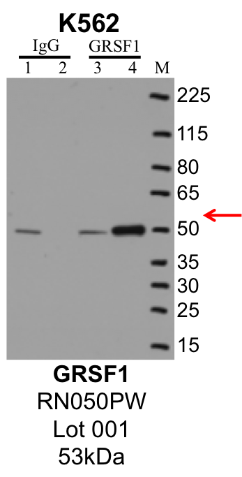 K562_MBLI_RN050PW_001_GRSF1.png<br>Caption: IP-Western Blot analysis of K562 whole cell lysate using GRSF1 specific antibody. Lane 1 is 1% of twenty million whole cell lysate input and lane 2 is 10% of IP enrichment using rabbit normal IgG (lanes under 'IgG'). Lane 3 is 1% of twenty million whole cell lysate input and lane 4 is 10% IP enrichment using rabbit polyclonal anti-GRSF1 antibody (lanes under 'GRSF1').