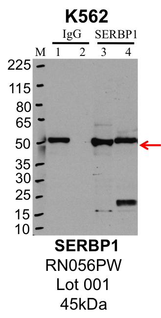 K562_MBLI_RN056PW_001_SERBP1.png<br>Caption: IP-Western Blot analysis of K562 whole cell lysate using SERBP1 specific antibody. Lane 1 is 1% of twenty million whole cell lysate input and lane 2 is 25% of IP enrichment using rabbit normal IgG (lanes under 'IgG'). Lane 3 is 1% of twenty million whole cell lysate input and lane 4 is 10% IP enrichment using rabbit polyclonal anti-SERBP1 antibody (lanes under 'SERBP1').