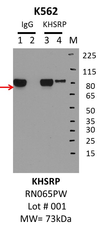 K562_MBLI_RN065PW_001_KHSRP.png<br>Caption: IP-Western Blot analysis of K562 whole cell lysate using KHSRP specific antibody. Lane 1 is 1% of twenty million whole cell lysate input and lane 2 is 10% of IP enrichment using rabbit normal IgG (lanes under 'IgG'). Lane 3 is 1% of twenty million whole cell lysate input and lane 4 is 10% IP enrichment using rabbit polyclonal anti-KHSRP antibody (lanes under 'KHSRP').