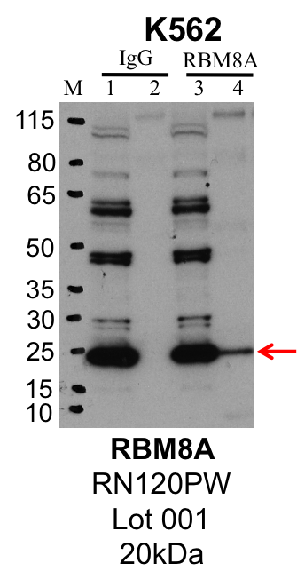 K562_MBLI_RN120PW_001_RBM8A.png<br>Caption: IP-Western Blot analysis of K562 whole cell lysate using RBM8A specific antibody. Lane 1 is 1% of twenty million whole cell lysate input and lane 2 is 10% of IP enrichment using rabbit normal IgG (lanes under 'IgG'). Lane 3 is 1% of twenty million whole cell lysate input and lane 4 is 10% IP enrichment using rabbit polyclonal anti-RBM8A antibody (lanes under 'RBM8A').