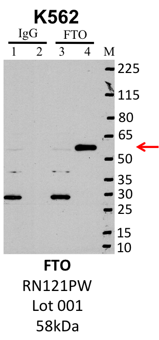 K562_MBLI_RN121PW_001_FTO.png<br>Caption: IP-Western Blot analysis of K562 whole cell lysate using FTO specific antibody. Lane 1 is 1% of twenty million whole cell lysate input and lane 2 is 10% of IP enrichment using rabbit normal IgG (lanes under 'IgG'). Lane 3 is 1% of twenty million whole cell lysate input and lane 4 is 10% IP enrichment using rabbit polyclonal anti-FTO antibody (lanes under 'FTO').