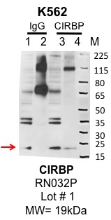 K562_MBL_RN032P_001_CIRBP.jpg<br>Caption: IP-Western Blot analysis of K562 whole cell lysate using CIRBP specific antibody. Lane 1 is 1% of twenty million whole cell lysate input and lane 2 is 10% of IP enrichment using rabbit normal IgG (lanes under 'IgG'). Lane 3 is 1% of twenty million whole cell lysate input and lane 4 is 10% IP enrichment using rabbit polyclonal anti-CIRBP antibody (lanes under 'CIRBP').