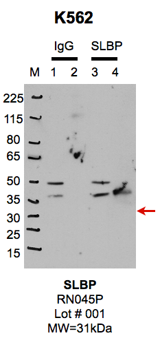 K562_MBL_RN045P_1_SLBP.png<br>Caption: IP-Western Blot analysis of K562 whole cell lysate using SLBP specific antibody. Lane 1 is 1% of twenty million whole cell lysate input and lane 2 is 10% of IP enrichment using rabbit normal IgG (lanes under 'IgG'). Lane 3 is 1% of twenty million whole cell lysate input and lane 4 is 10% IP enrichment using rabbit polyclonal anti-SLBP antibody (lanes under 'SLBP').