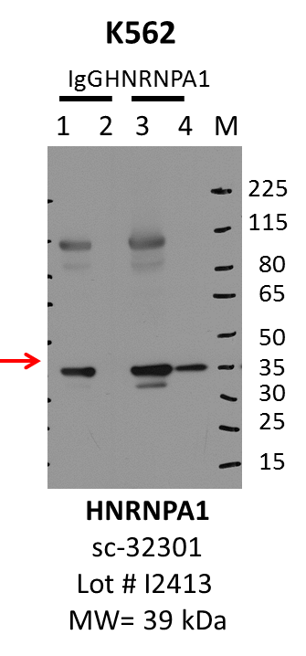 K562_Santa%20Cruz_sc-32301_I2413_HNRNPA1.png<br>Caption: IP-Western Blot analysis of K562 whole cell lysate using HNRNPA1 specific antibody. Lane 1 is 1% of twenty million whole cell lysate input and lane 2 is 10% of IP enrichment using mouse normal IgG (lanes under 'IgG'). Lane 3 is 1% of twenty million whole cell lysate input and lane 4 is 10% IP enrichment using mouse monoclonal anti-HNRNPA1 antibody (lanes under 'HNRNPA1').