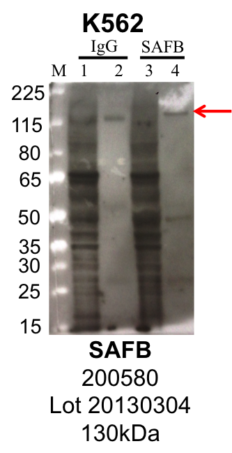 K562_ZenBioscience_200580_20130304_SAFB.png<br>Caption: IP-Western Blot analysis of K562 whole cell lysate using SAFB specific antibody. Lane 1 is 1% of twenty million whole cell lysate input and lane 2 is 25% of IP enrichment using rabbit normal IgG (lanes under 'IgG'). Lane 3 is 1% of twenty million whole cell lysate input and lane 4 is 10% IP enrichment using rabbit polyclonal anti-SAFB antibody (lanes under 'SAFB').