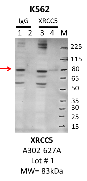 K562_bethyl_A302-627A_1_XRCC5.png<br>Caption: IP-Western Blot analysis of K562 whole cell lysate using XRCC5 specific antibody. Lane 1 is 1% of twenty million whole cell lysate input and lane 2 is 10% of IP enrichment using rabbit normal IgG (lanes under 'IgG'). Lane 3 is 1% of twenty million whole cell lysate input and lane 4 is 10% IP enrichment using rabbit polyclonal anti-XRCC5 antibody (lanes under 'XRCC5').