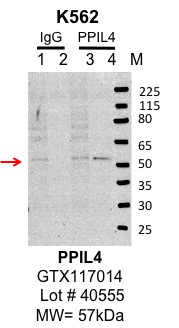 K562_genetex_GTX117014_40555_PPIL4.jpg<br>Caption: IP-Western Blot analysis of K562 whole cell lysate using PPIL4 specific antibody. Lane 1 is 1% of twenty million whole cell lysate input and lane 2 is 10% of IP enrichment using rabbit normal IgG (lanes under 'IgG'). Lane 3 is 1% of twenty million whole cell lysate input and lane 4 is 10% IP enrichment using rabbit polyclonal Anti-PPIL4 antibody (lanes under 'PPIL4').