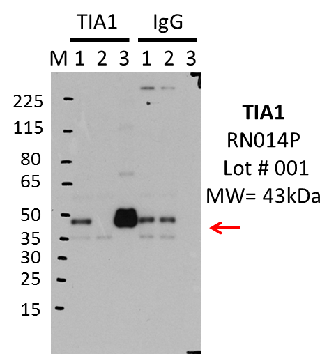 MBLI_RN014P_001_TIA1.png<br>Caption: IP-Western blot analysis of K562 whole cell lysate using TIA1 specific antibody. Lane 1 is 2.5% of 0.5mg input lysate, lane 2 is 2.5% of supernatant after immunoprecipitation and Lane 3 is 50% of IP enrichment using rabbit polyclonal Anti-TIA1pAb. The last three lanes are the same pattern, but with IgG control instead of TIA1 antibody.