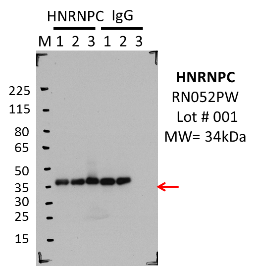 MBLI_RN052PW_001_HNRNPC_K562.png<br>Caption: IP-WB characterization of HNRNPC specific antibody in K562 cell line . Lane 1 is 2.5% of five million K562 whole cell lysate Input, lane 2 is 2.5% of supernatant after immunoprecipitation and Lane 3 is 50% of IP enrichment using rabbit polyclonal Anti-HNRNPCpAb. This antibody passes preliminary validation and will be further pursued for primary and secondary validation.