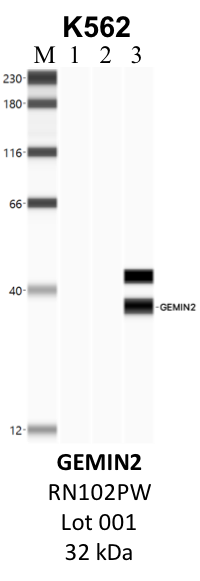 MBL_RN102PW_001_GEMIN2.png<br>Caption: IP-WB analysis of K562 whole cell lysate using the GEMIN2 specific antibody, RN102PW. Lane 1 is 2.5% of five million whole cell lysate input. Lanes 2 and 3 are 50% of IP enrichment from five million whole cell lysate using normal IgG antibody and the GEMIN2-specific antibody, RN102PW. The same antibody was used to detect protein levels via Western blot. This antibody passes preliminary validation and will be further pursued for secondary validation. *NOTE* Protein sizes are taken from Genecards.org and are only estimates based on sequence. Actual protein size may differ based on protein characteristics and electrophoresis method used.